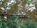 Hochwasser (299)